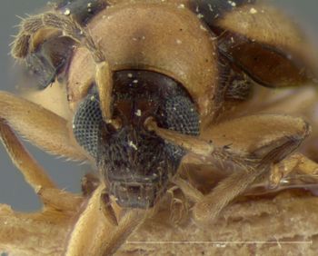 Media type: image; Entomology 18449   Aspect: head frontal view